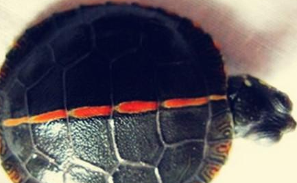 红纹锦龟有哪些形态特征？一般都分布在哪里呢？