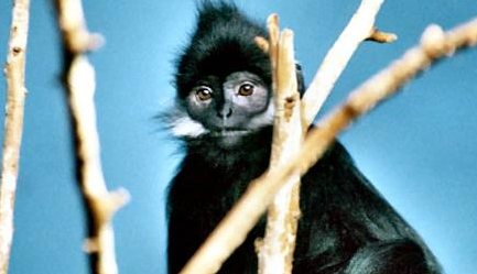 在自然界的生物中，乌叶猴的性情究竟有多么警惕？