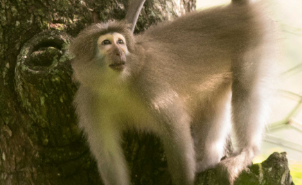 在自然界的生物中，桑杰河白眉猴有着怎样独特的食性？