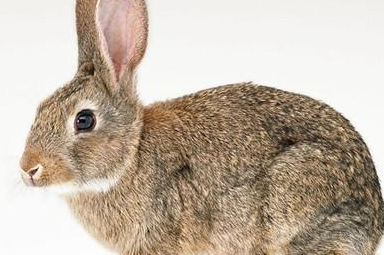 比利时兔有哪些形态特征？一般都分布在哪里呢？