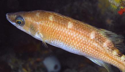 在自然界中，为何说帕氏刺隆头鱼是很多大型鱼类的清洁工？