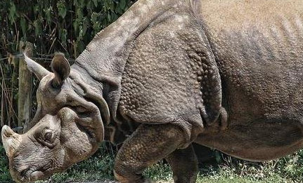 印度犀:又叫做大独角犀,是世界上最大的独角犀牛