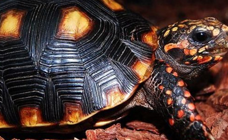 红腿陆龟有哪些习性？喂养时有哪些需要注意的呢？