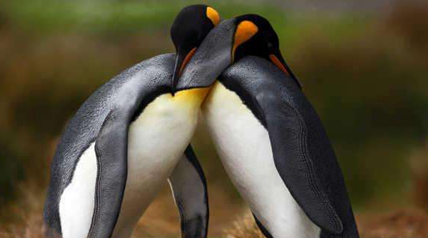 在自然界的生物中，国王企鹅目前面临着怎样的威胁？