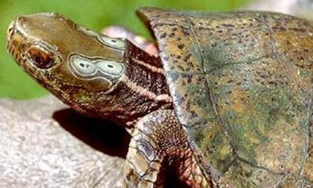 四眼斑水龟属于什么品种？都有哪些喂养的技巧呢？
