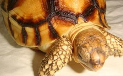 安哥洛卡陆龟属于什么品种？都有哪些喂养的技巧呢？