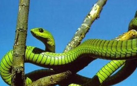 非洲树蛇属于什么品种？都有哪些喂养的技巧呢？