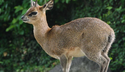 在自然界的生物中，山羚有哪些生活习性与繁殖方式？