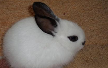 海棠兔有哪些形态特征？一般都分布在哪里呢？