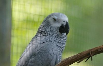 非洲灰鹦鹉有哪些形态特征？一般都分布在哪里呢？