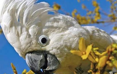 雨伞凤头鹦鹉有哪些生活习性呢？需要怎样的饲养环境？