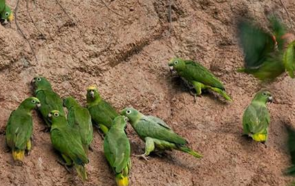 黄冠亚马逊鹦鹉属于什么品种？有哪些喂食的要点呢？