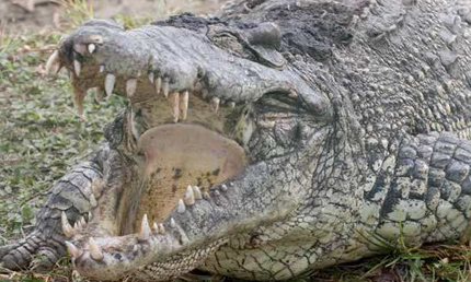 在自然界中，湾鳄为何被称为世界上最大最凶残的鳄鱼？