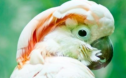 摩鹿加凤头鹦鹉属于什么品种？都有哪些喂食的要点呢？