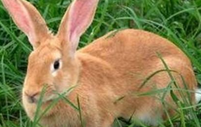 豫丰黄兔有哪些形态特征？一般都分布在哪里呢？