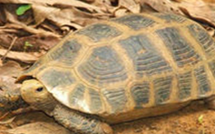在世界上的动植物当中，缅甸陆龟有怎样的生活条件？