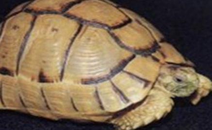 在世界上的动植物当中，克莱马尼龟有怎样的形态特征？