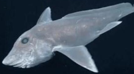 在自然界的生物中，幽灵鲨鱼有着怎样的生活习性与特征？