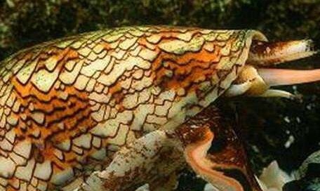 鸡心螺——世界上最毒的海螺