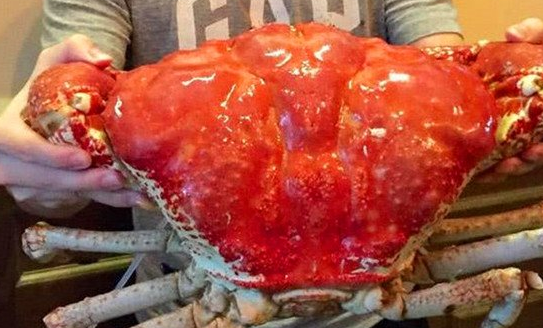 世界上最重的螃蟹——皇帝蟹有多重？