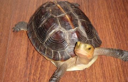 黄缘闭壳龟属于什么品种？有哪些生活习性呢？