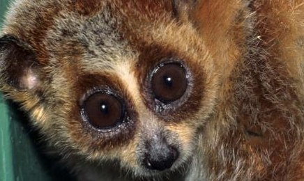 小懒猴：在自然界的生物中，唯一会使用毒液的灵长类
