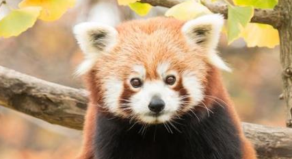 在自然界的生物中，小熊猫有怎样的生活习性与特征？