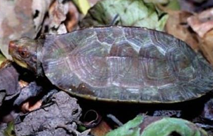 蔗林龟属于什么品种？都有哪些喂养的技巧呢？