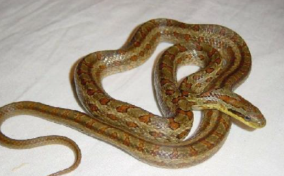 白条锦蛇属于什么品种？有哪些生活习性呢？