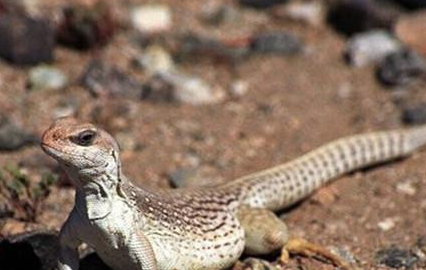 沙漠鬣蜥有哪些形态特征？一般都分布在哪里呢？
