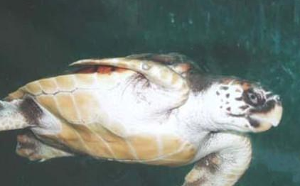 太平洋蠵龟属于什么品种？都有哪些喂养的技巧呢？
