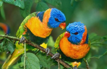 彩虹吸蜜鹦鹉属于什么品种？都有哪些喂食的要点呢？