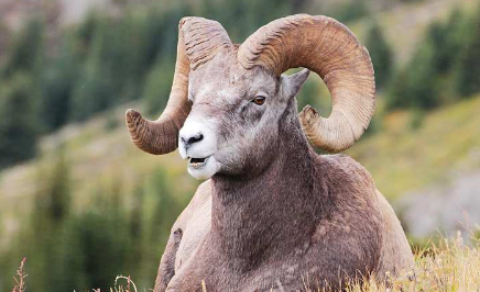 在自然界的生物中，盘羊有哪些外形特征与繁殖方式？