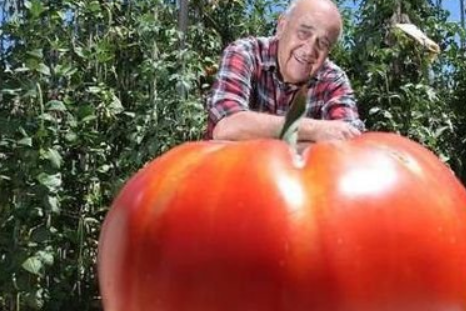 你知道世界上最大的番茄有多大吗？