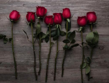 历史上有哪些关于玫瑰的诗作？诗人描绘了怎样的景象？