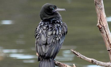 小黑鸬鹚：世界上最会捕鱼的鸟类之一，捕猎时间不足45秒
