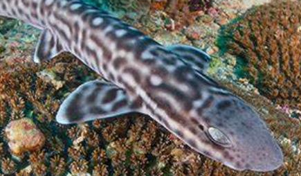 在自然界的生物中，小斑猫鲨有怎样的生活习性与特征？