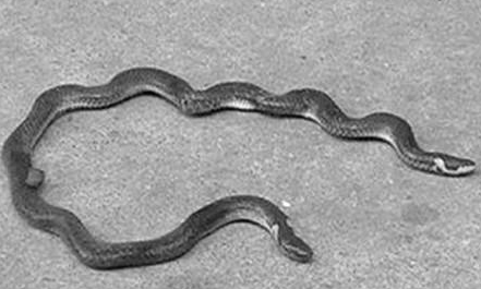 钝尾两头蛇属于什么品种？有哪些生活习性呢？