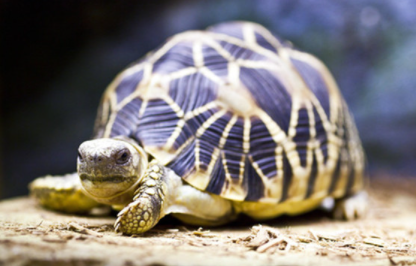 缅甸星龟属于什么品种？有哪些生活习性呢？