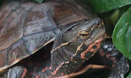 云南闭壳龟属于什么品种？都有哪些喂养的技巧呢？
