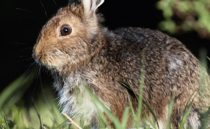 在自然界的生物中，森林兔有哪些生活习性与繁殖方式？