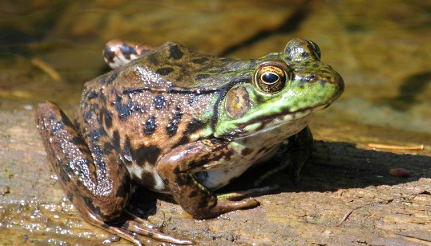 在自然界的生物中，青铜蛙有哪些生活习性与繁殖方式？
