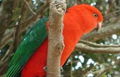 澳洲国王鹦鹉属于什么品种？有哪些喂食要点呢？