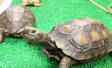 在世界自然保护联盟中，靴脚陆龟为何会处于濒危等级？
