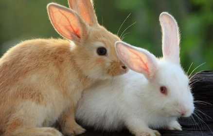 在世界上的动植物当中，兔子为什么会有这么长的耳朵？