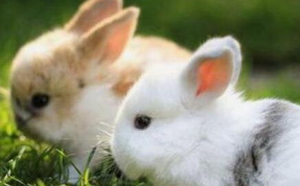 在世界上的动植物当中，兔子的眼睛为什么是红色的？