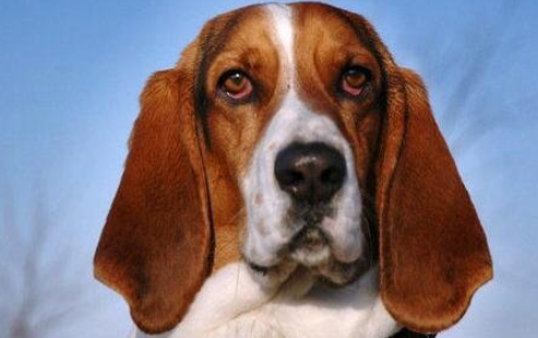 巴吉度犬：世界上耳朵最大的狗狗