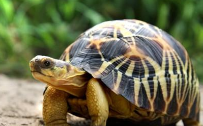 辐射陆龟有哪些形态特征？一般都分布在哪里呢？