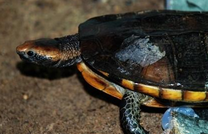 红头蛇颈龟属于什么品种？都有哪些喂养的技巧呢？
