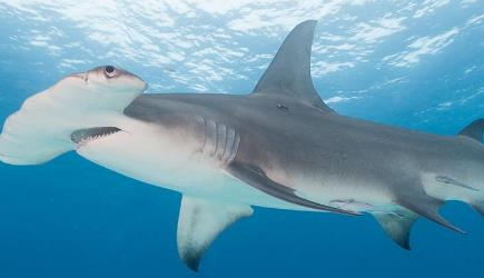 在自然界的生物中，无沟双髻鲨具有怎样的洄游习性？